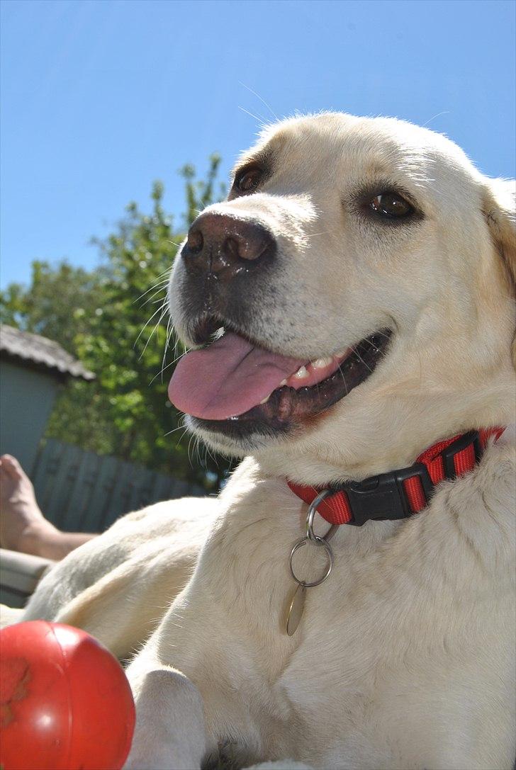 Blanding af racer Minnie billede 1