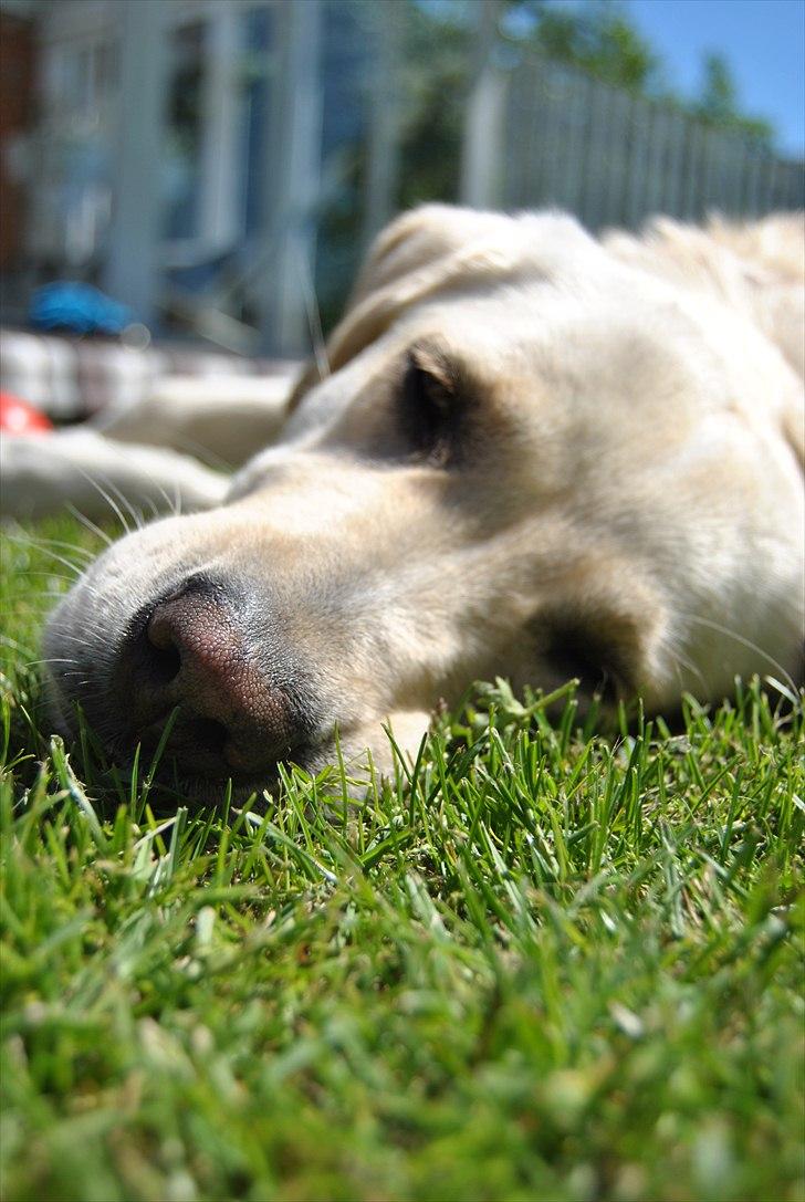 Blanding af racer Minnie billede 2