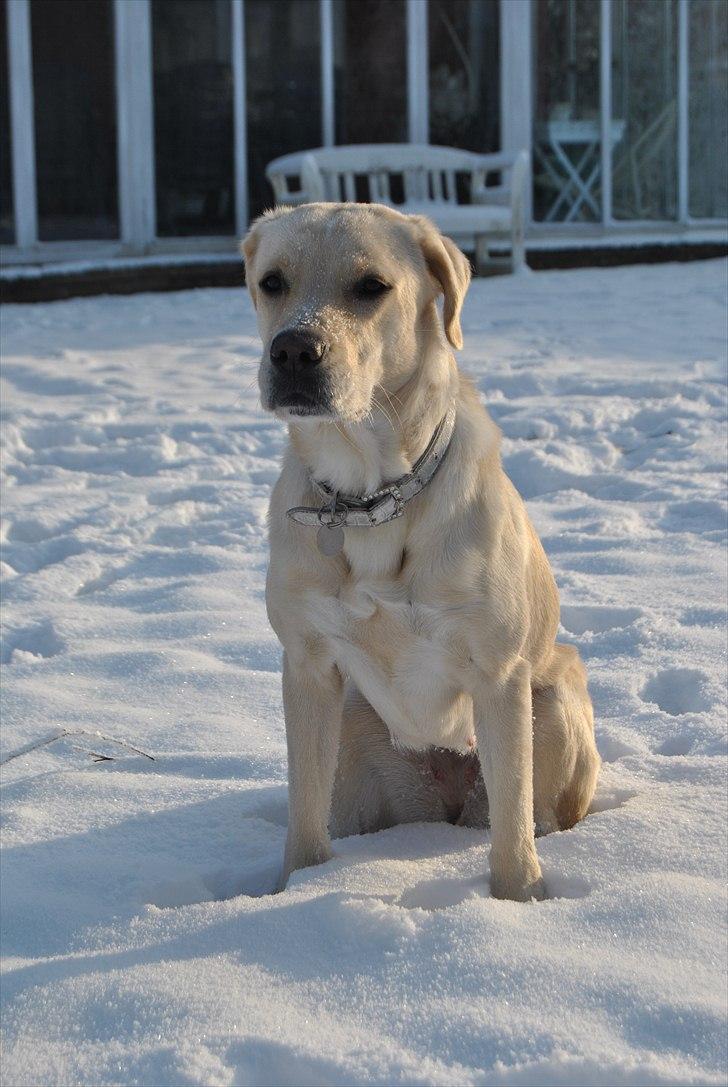 Blanding af racer Minnie billede 3