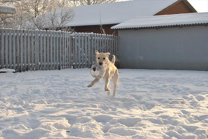 Blanding af racer Minnie billede 4