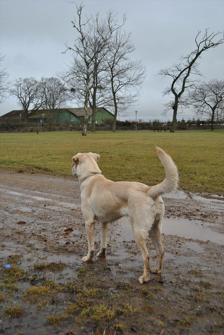 Blanding af racer Minnie billede 5