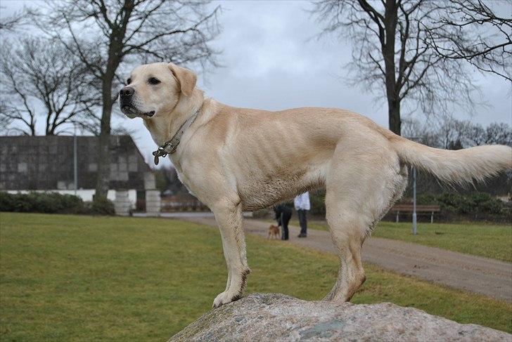 Blanding af racer Minnie billede 6