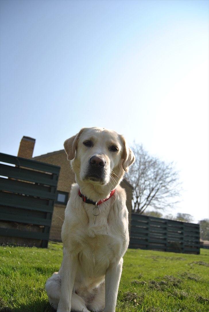 Blanding af racer Minnie billede 7