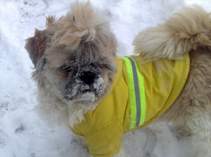 Shih tzu Toffie billede 8