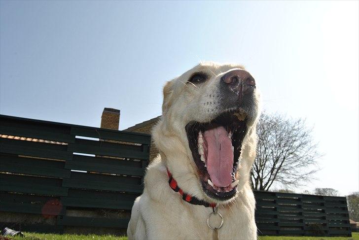 Blanding af racer Minnie billede 8