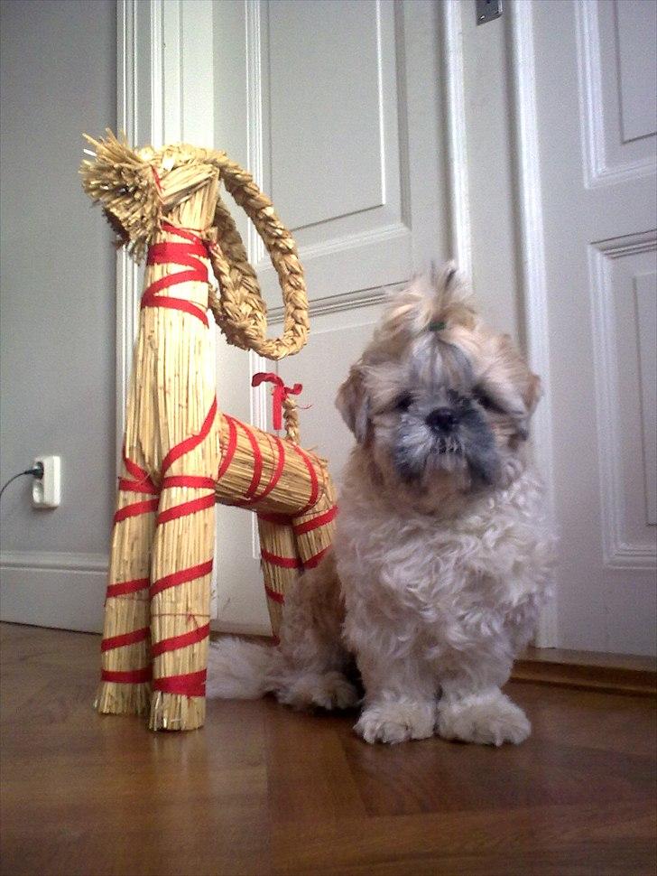 Shih tzu Toffie billede 9