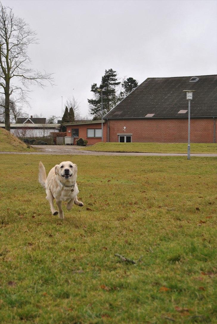 Blanding af racer Minnie billede 9