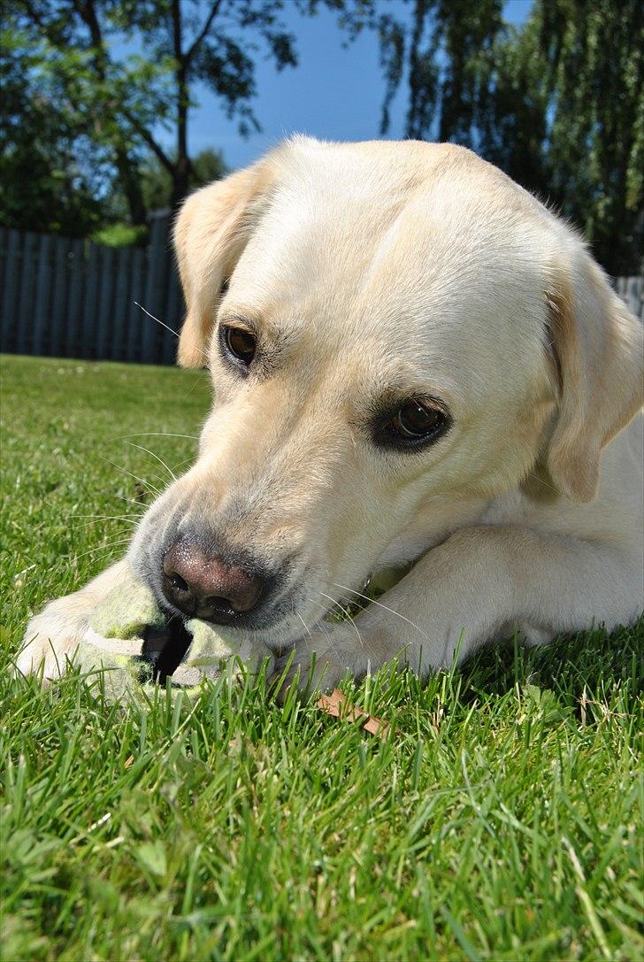 Blanding af racer Minnie billede 10