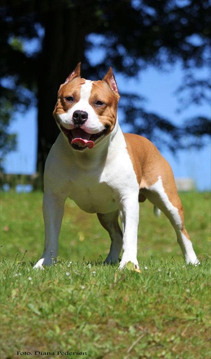 Amerikansk staffordshire terrier FAITH - Fra den 03/06-2011 billede 11