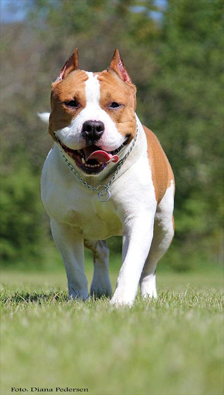 Amerikansk staffordshire terrier FAITH - 03/06-2011 billede 8