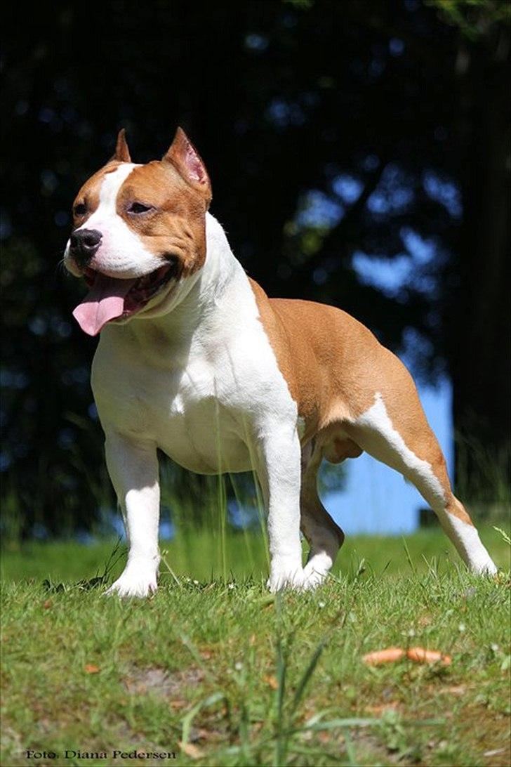 Amerikansk staffordshire terrier FAITH - 03/06-2011 billede 15