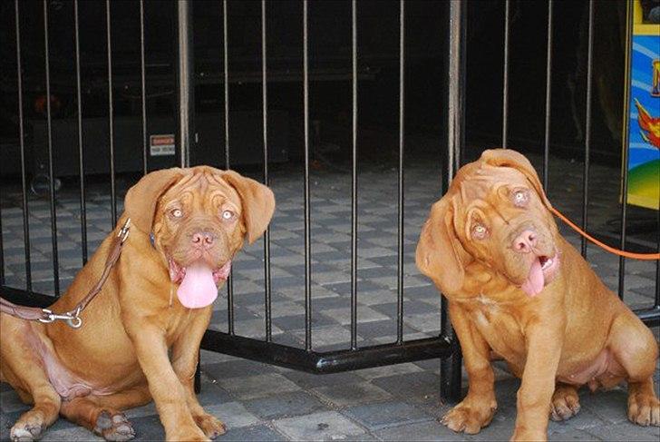 Dogue de bordeaux Estephé's Cookies N' Cream Chesto - Chesto & Na'kia på Bakken :D 
4 måneder billede 15