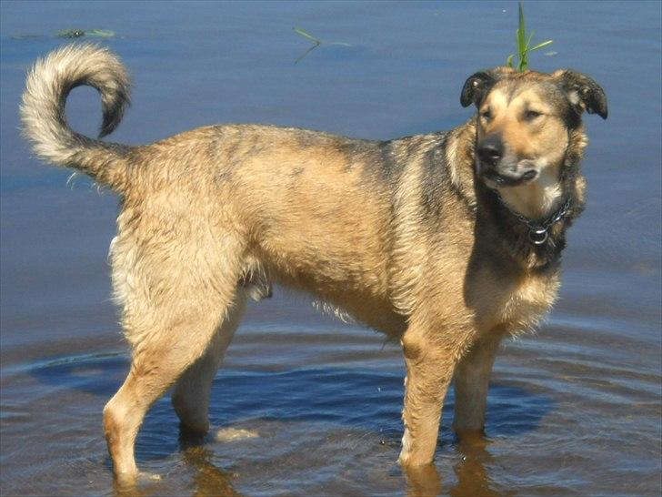 Blanding af racer | Rex *Charmetrolden* - Første bade tur i år 2011. 03/06-2011 billede 11