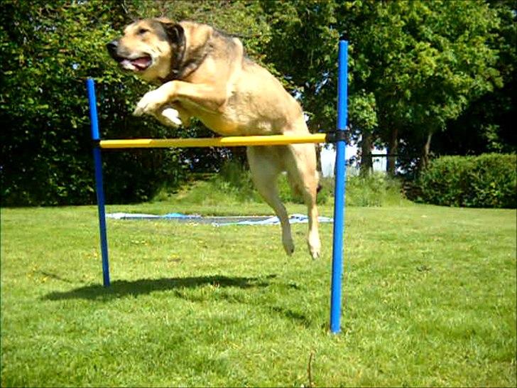 Blanding af racer | Rex *Charmetrolden* - woow lækre! :) billede 8