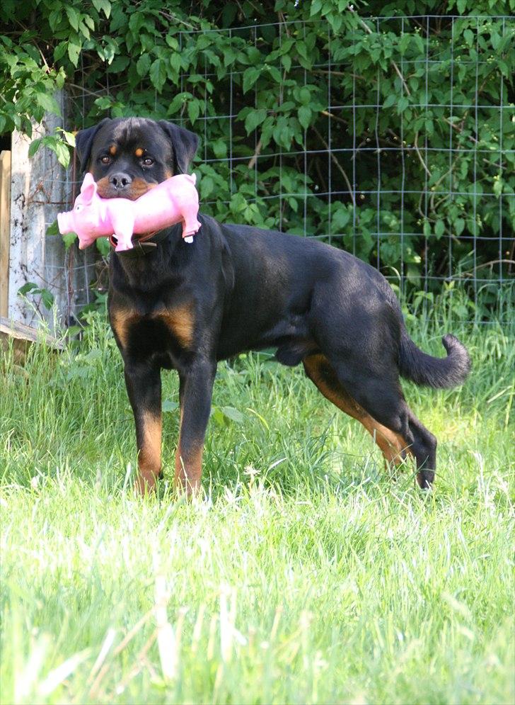 Rottweiler Barni billede 11