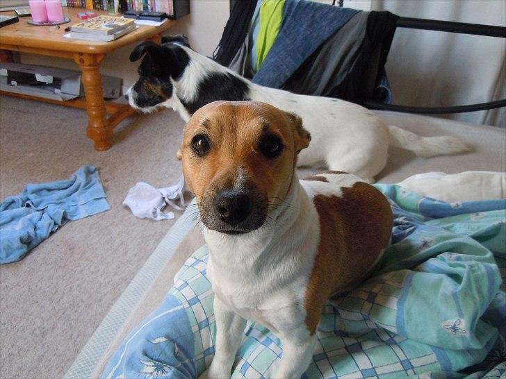 Jack russell terrier Bella - Bella som hun ser ud nu :-) billede 2