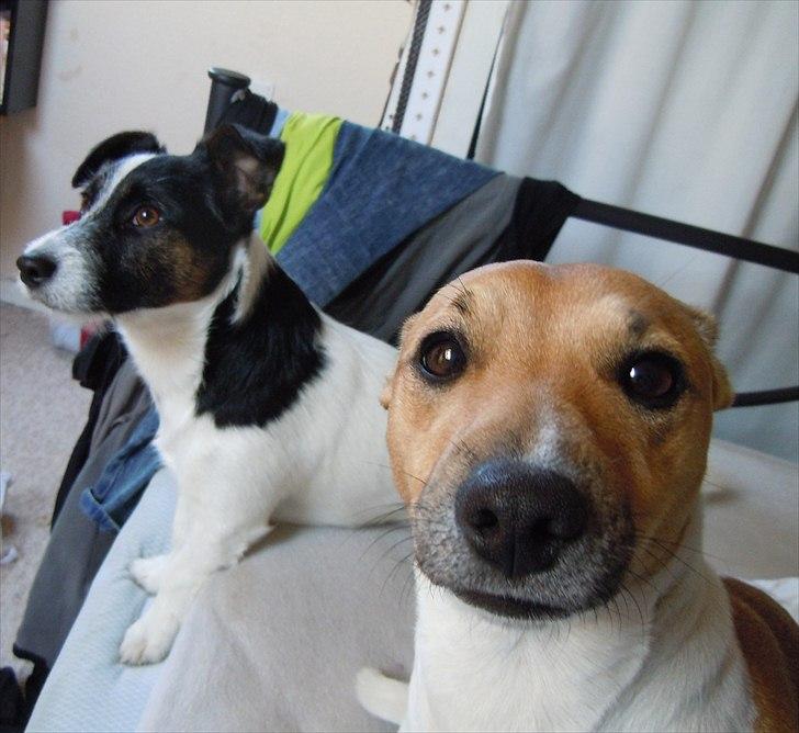 Jack russell terrier Bella - Bella og Buddy :-)
 billede 3