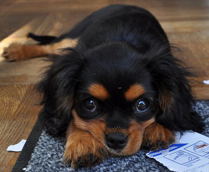 Cavalier king charles spaniel Mademoiselle Soleil Noir billede 12