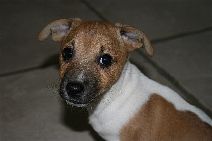 Jack russell terrier Bella - Tulle pigen som lille. billede 4