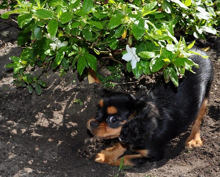 Cavalier king charles spaniel Mademoiselle Soleil Noir billede 13