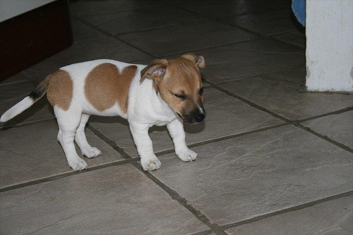 Jack russell terrier Bella - Stor var hun sku ikke :-) billede 5