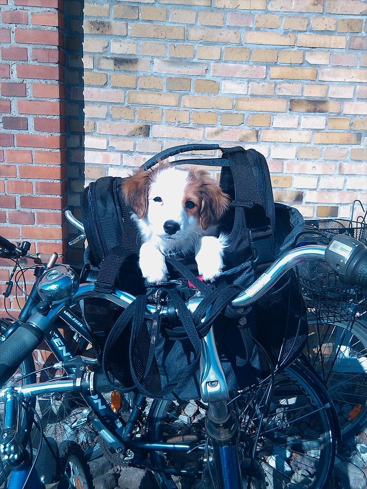 Kooikerhondje Henrikkes Klokkeblomst - Klokkeblomst i sin cykelkurv på vej til vappi-træning billede 5