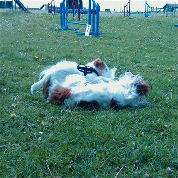 Kooikerhondje Henrikkes Klokkeblomst - Klokkeblomst leger med sin far efter endt agilitytræning billede 6