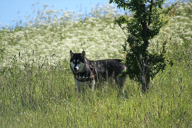 Alaskan malamute Laika *Aflivet* billede 20