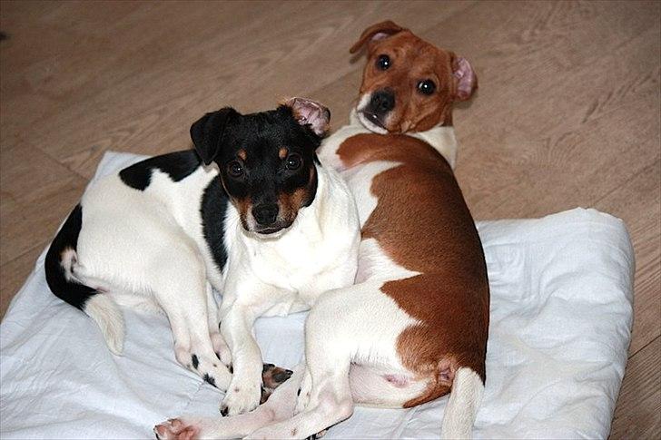 Dansk svensk gaardhund Jade SOLGT! billede 1