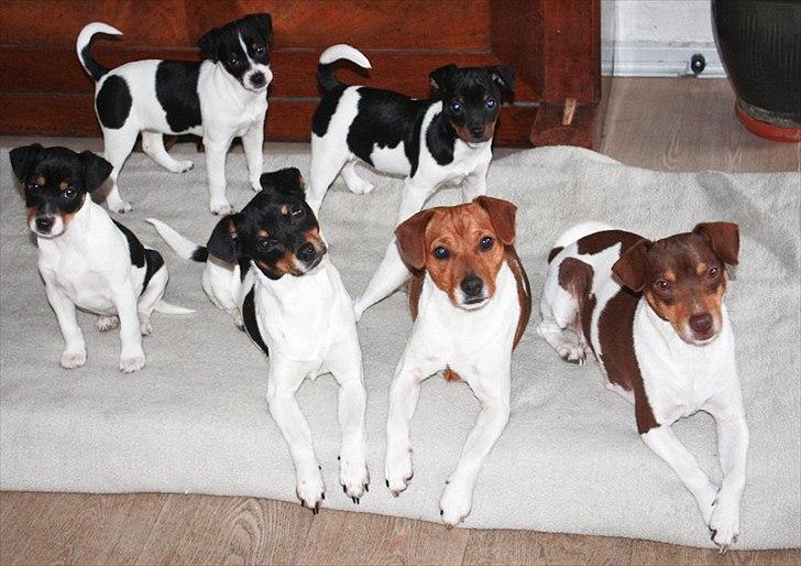 Dansk svensk gaardhund Jade SOLGT! billede 10