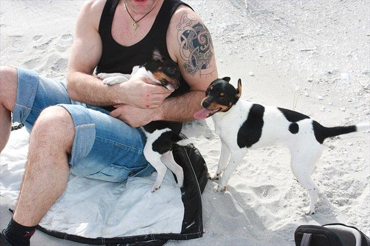 Dansk svensk gaardhund Jade SOLGT! billede 11