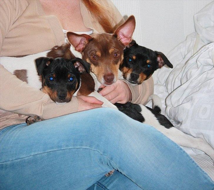 Dansk svensk gaardhund Jade SOLGT! billede 12