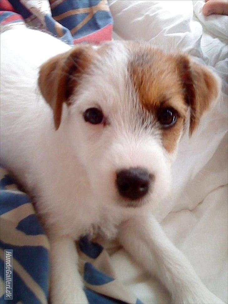 Parson russell terrier Cudweed´s Kiss Of An Angel (soya) - Soya som hvalp billede 8