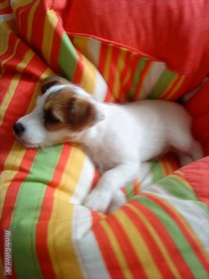 Parson russell terrier Cudweed´s Kiss Of An Angel (soya) billede 12