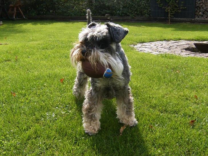 Dvaergschnauzer Thorkild - velkommen til min profil billede 14