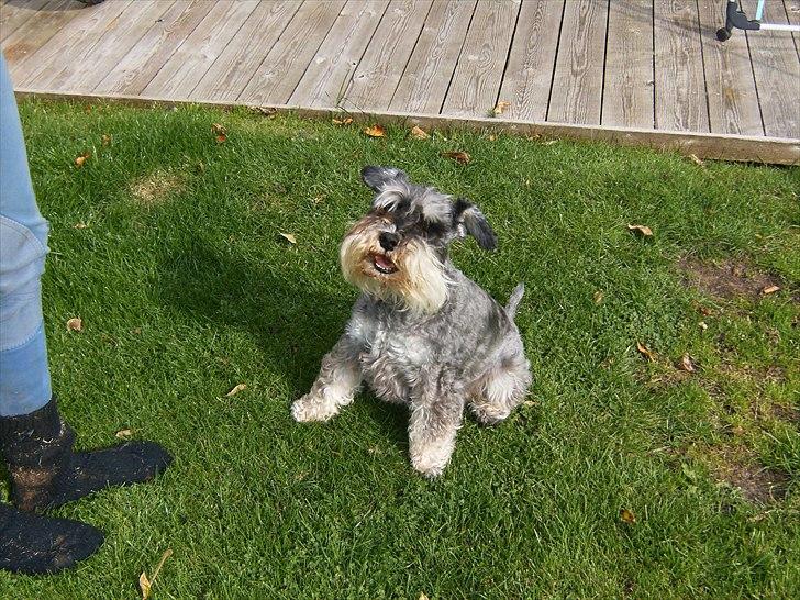 Dvaergschnauzer Thorkild billede 3