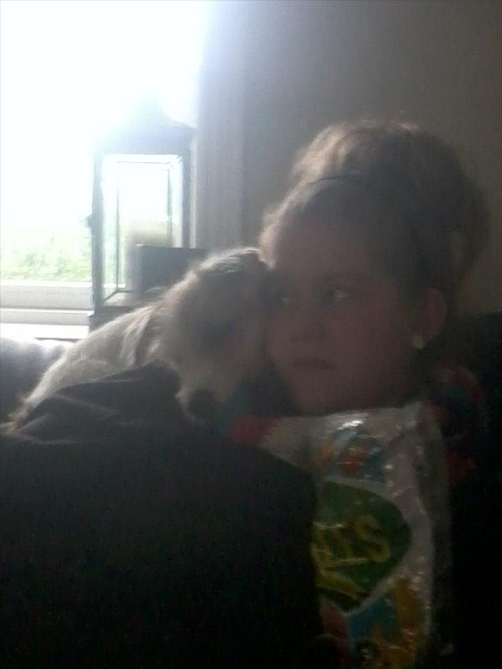 Parson russell terrier Cudweed´s Kiss Of An Angel (soya) - Chips!! billede 13