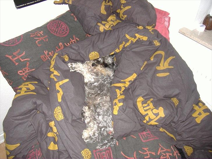 Dvaergschnauzer Thorkild - Så er der dømt afslapning :D billede 9