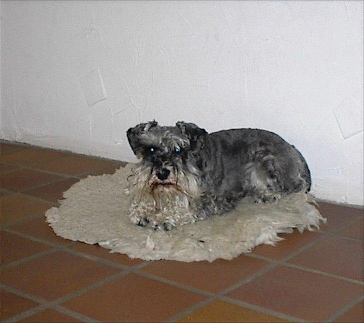 Dvaergschnauzer Thorkild - meget, meget gammelt billed af den lille hund <3 ;D billede 15