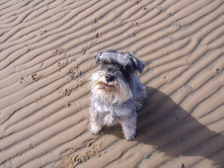 Dvaergschnauzer Thorkild billede 16