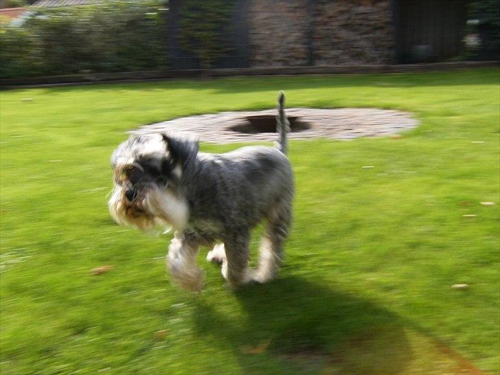 Dvaergschnauzer Thorkild billede 17