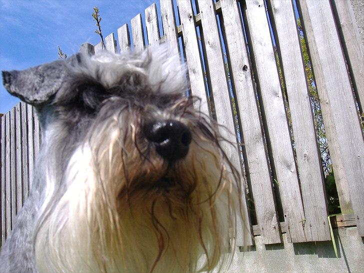 Dvaergschnauzer Thorkild billede 18