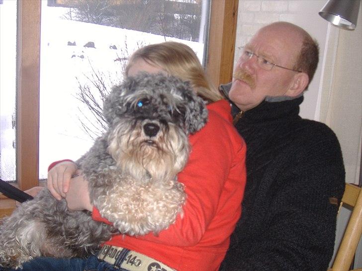 Dvaergschnauzer Thorkild billede 20