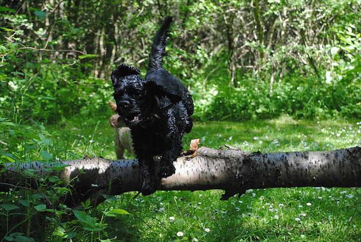 Amerikansk cocker spaniel Bonus<3 - jaaaaaa endelig et billede hvor han springer  billede 1