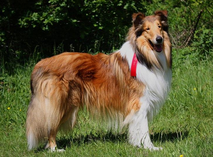 Collie langhåret Lassies American Fellow (Himmelhund) - Rally begybdermester juni 2011 billede 15