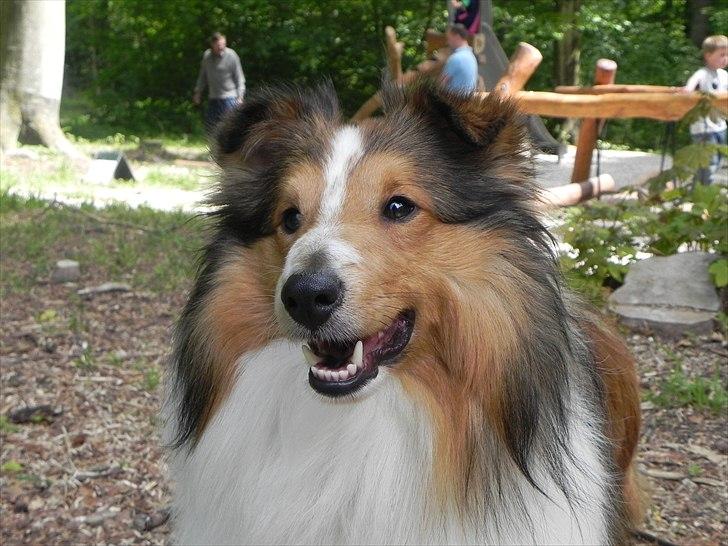 Shetland sheepdog Moses, kaldet Mo - Mo's første skovtur med FoderXpressen. billede 1