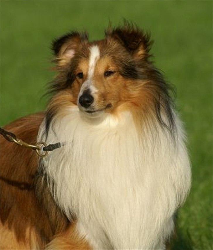 Shetland sheepdog Moses, kaldet Mo - Salgsbillede. Så kan man da kun falde for ham. billede 2