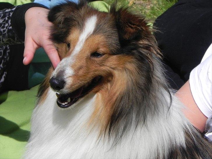 Shetland sheepdog Moses, kaldet Mo - Mo elsker at blive nusset. billede 3