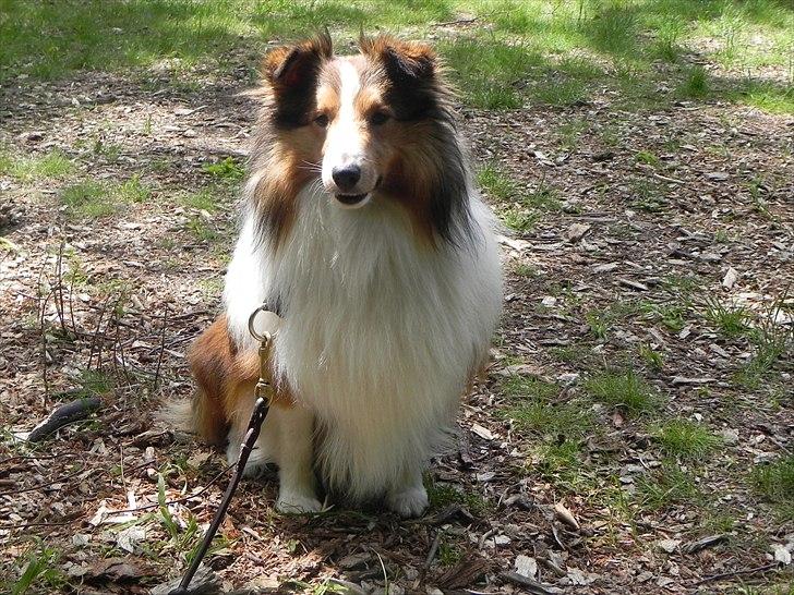 Shetland sheepdog Moses, kaldet Mo - Mo i Høbjerg Hegn billede 4