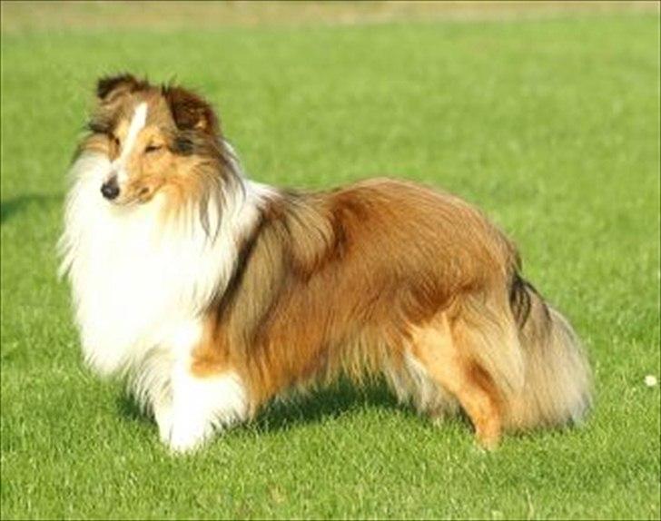 Shetland sheepdog Moses, kaldet Mo - Flotte dreng billede 5